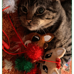 Image of Clyde, Lost Cat