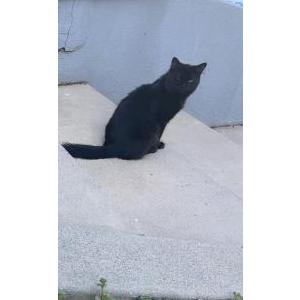 Image of Bear, Lost Cat