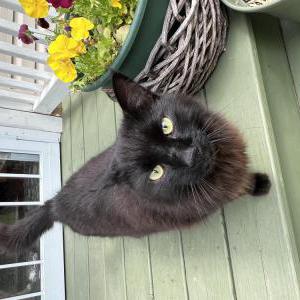 Image of Unknown, Found Cat