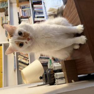 Lost Cat Sassy