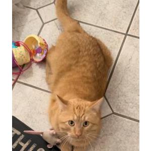 Image of Mr baby titten, Lost Cat