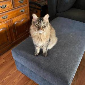 Image of Maya, Lost Cat