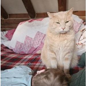 Image of River, Lost Cat