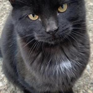 Image of Sneeze, Lost Cat