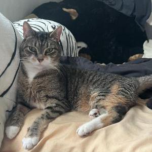 Image of Elsa, Lost Cat