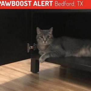 Lost Cat Gideon