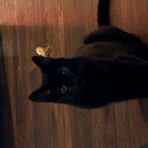 Image of Spooky, Lost Cat