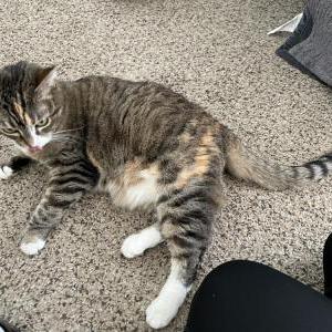 Lost Cat Anabele