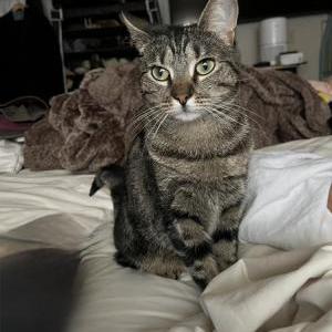 Image of Mochi, Lost Cat