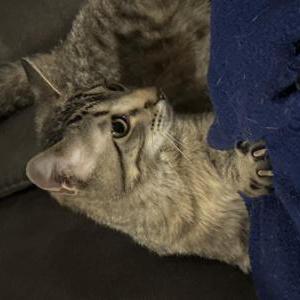 Lost Cat Leo
