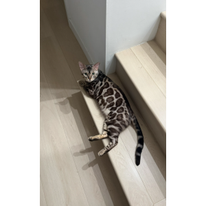 Image of Sully, Lost Cat