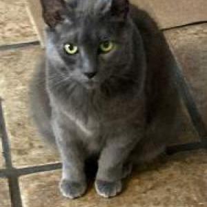 Image of Lucy, Lost Cat