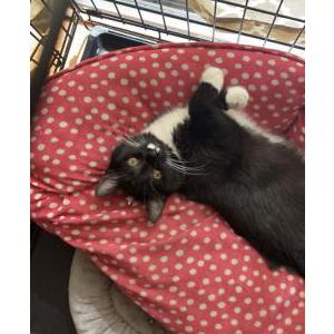 Image of Whiskey, Lost Cat