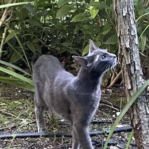 Image of Unknown, Found Cat