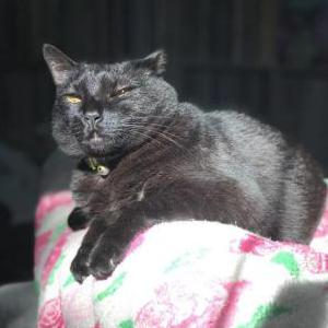 Image of Alice, Lost Cat