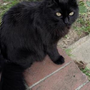 Image of Phantom, Lost Cat