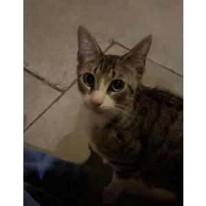 Image of unknown, Found Cat