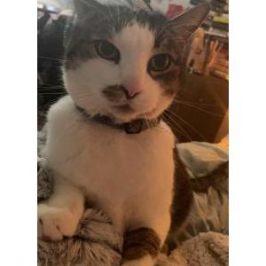 Image of Jack, Lost Cat