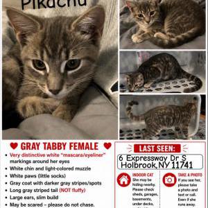 Image of Pikachu, Lost Cat