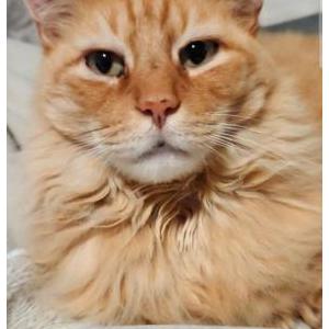 Image of Witty, Lost Cat