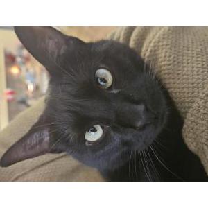 Image of Octavio, Lost Cat