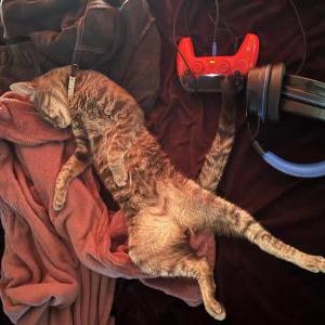 Image of Kip, Lost Cat