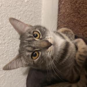 Image of Luna, Lost Cat