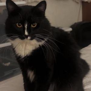 Image of Winchell, Lost Cat