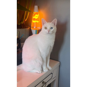 Lost Cat Vera