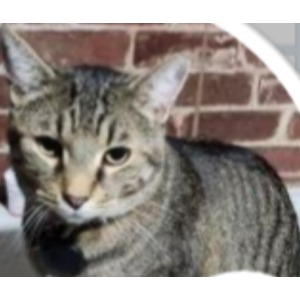 Image of Gordo, Lost Cat