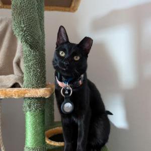 Image of Anakin, Lost Cat