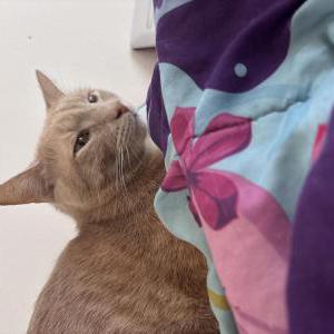 Image of Chico Bean, Lost Cat