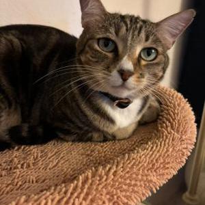 Image of whiskers, Lost Cat