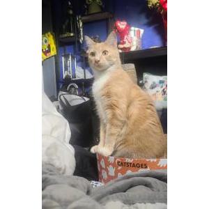 Lost 2 Nutmeg / Boo (California)