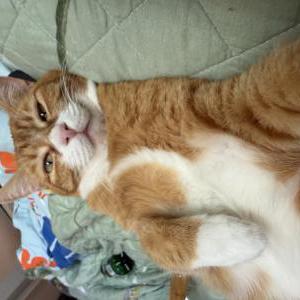 Image of Kira, Lost Cat