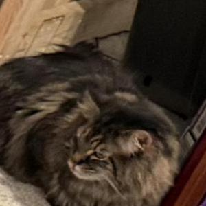 Lost Cat Ash