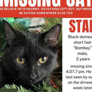 Image of Star, Lost Cat