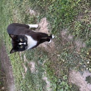 Image of Unknown, Found Cat