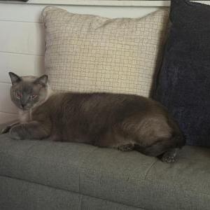 Image of Charlie, Lost Cat
