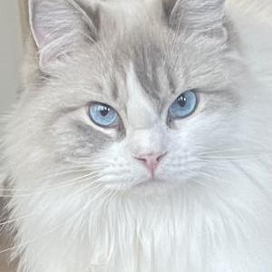 Image of luna, Lost Cat