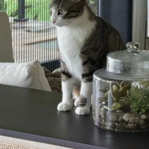 2nd Image of Belly, Lost Cat