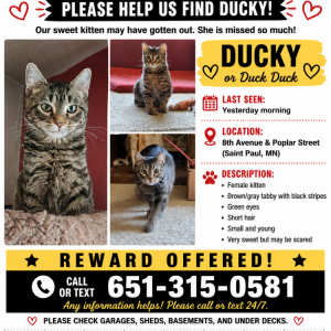 Image of Ducky, Lost Cat