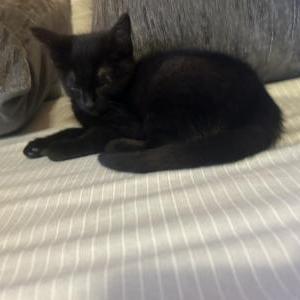 Image of Ouija, Lost Cat