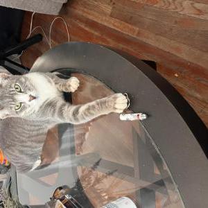 Image of Tiger, Lost Cat