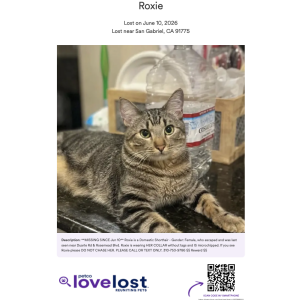 Image of Roxie, Lost Cat