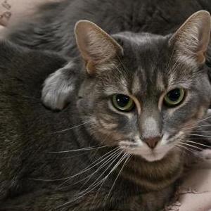 Image of Iris, Lost Cat