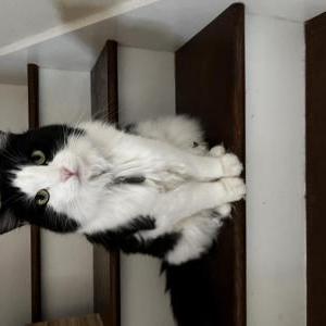 Image of Oreo, Lost Cat