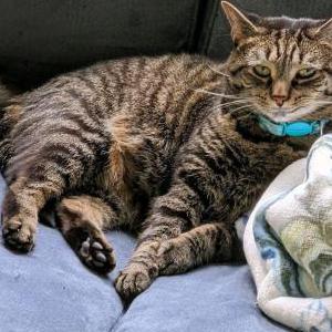 Image of Cirra, Lost Cat