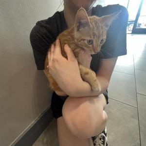 Found Cat Unknown