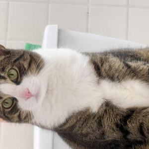 Image of Shiro, Lost Cat